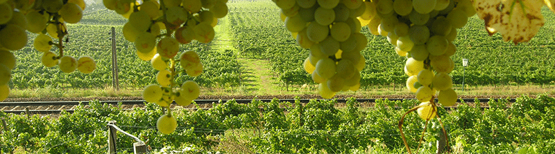 Die steirischen Weinberge Foto: Edith Bacher
