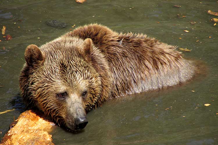 tierpark-mautern-braunbaer