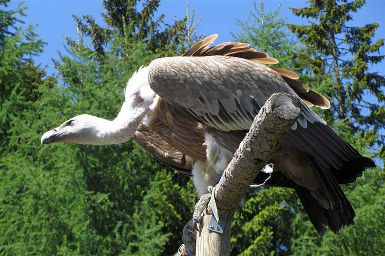 tierpark-mautern-greifvogelschau-2