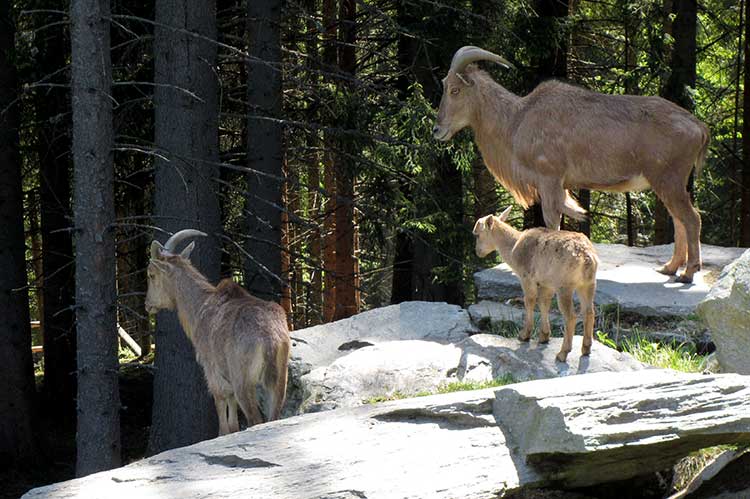 tierpark-mautern-steinbock