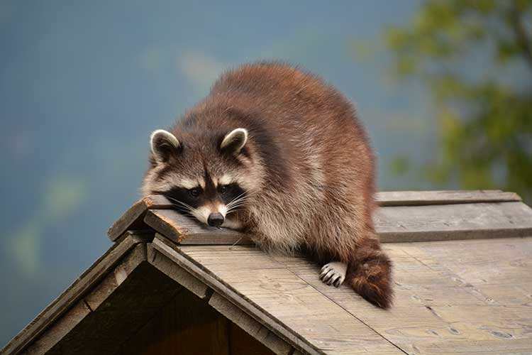 tierpark-mautern-waschbaer