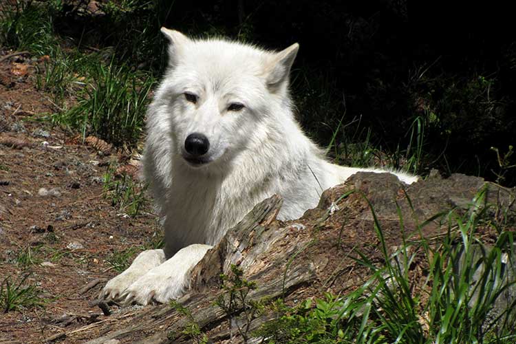 tierpark-mautern-wolf