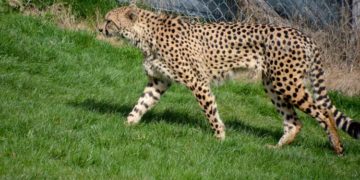 tierpark-herberstein-gepard