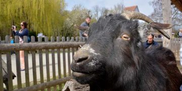 tierpark-herberstein-streichelzoo