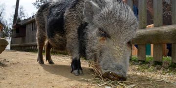 tierpark-herberstein-streichelzoo-minischwein