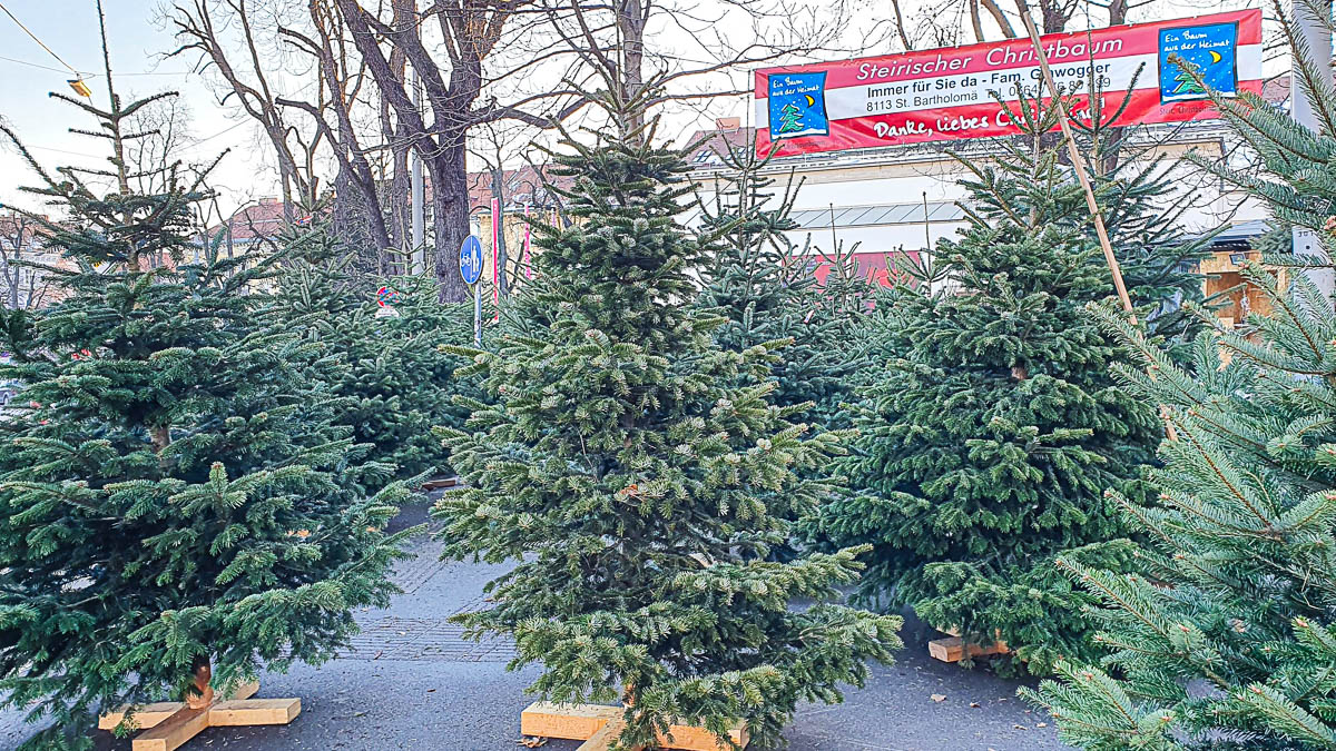 Heimische Christbäume sind ein Klimaschutz-Statement